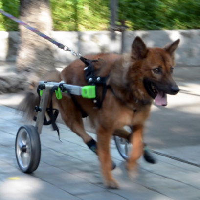 Wheelchair for handicapped animals